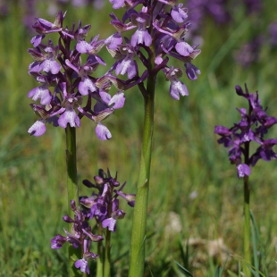 Anacamptis morio